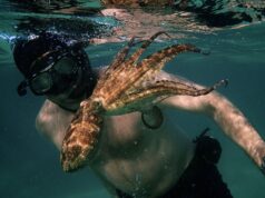 My Octopus Teacher to open 22nd Thessaloniki Doc Fest