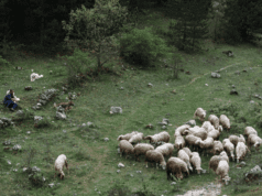 Hot Docs/EFP: Changing Face of Europe: Res Creata