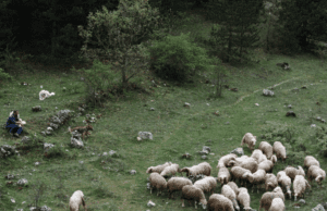 Hot Docs/EFP: Changing Face of Europe: Res Creata