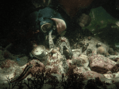 Interview: My Octopus Teacher, co-director Pippa Ehrlich