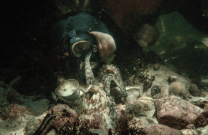 Interview: My Octopus Teacher, co-director Pippa Ehrlich