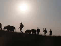 IDFA Docs for Sale: Buffalo soldier