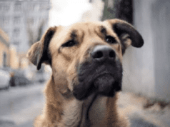 IDFA Forum: Dogwoof with reasons to wag its tail