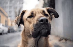 BDE feature: It’s a dog’s life