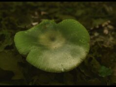 Visions du Réel/CPH:DOX review: The Mushroom Speaks by Marion Neumann
