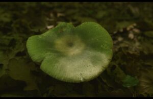 Visions du Réel/CPH:DOX review: The Mushroom Speaks by Marion Neumann