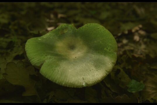 Visions du Réel/CPH:DOX review: The Mushroom Speaks by Marion Neumann