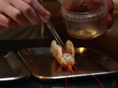 San Sebastian FF Culinary Zinema: Michelin Stars II: Nordic by Nature by Rasmus Dinesen