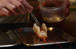 San Sebastian FF Culinary Zinema: Michelin Stars II: Nordic by Nature by Rasmus Dinesen