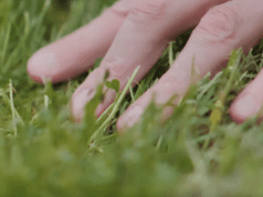 Ji.hlava IDFF review – Betula Pendula by Lina Zacher, Thomas Wellner