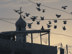 Business Doc Europe interview: Fadia’s Tree by Sarah Beddington