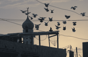 Business Doc Europe interview: Fadia’s Tree by Sarah Beddington