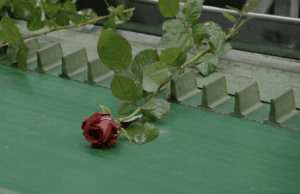 Berlinale review: Une fleur à la bouche by Éric Baudelaire
