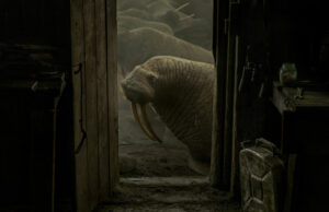 Oscars FYC: Haulout by Evgenia Arbugaeva, Maxim Arbugaev