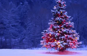 EFM Rough Cut Presentation: Arturas Jevdokimovas’ Life and Death of A Christmas Tree