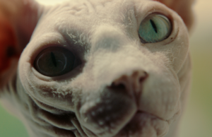 Thessaloniki Closing Film: My Pet and Me by Johan Kramer