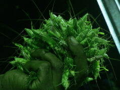 Dokumentale review: Grasshopper Republic by Daniel McCabe