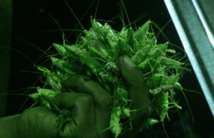 Dokumentale review: Grasshopper Republic by Daniel McCabe