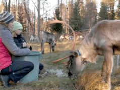 Finnish Film Affair Doc Pitch: The Art of Reindeer Racing by Mervi Junkkonen
