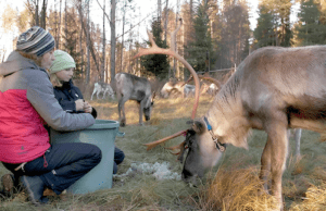 Finnish Film Affair Doc Pitch: The Art of Reindeer Racing by Mervi Junkkonen
