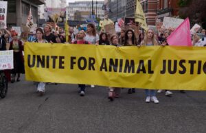 BDE interview: I Could Never Go Vegan by Thomas Pickering