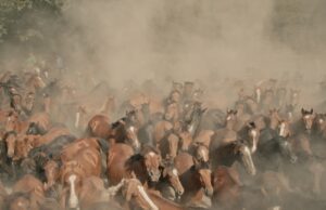 Nordisk Panorama unveils 2025 programme