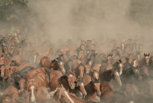 Cannes Doc-in-Progress: Only On Earth by Robin Petré