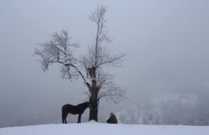 Sheffield International Comp: At The Door Of The House Who Will Come Knocking by Maja Novaković