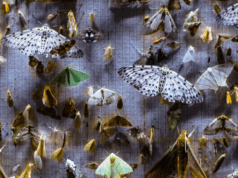 Grasshopper jumps onto Nocturnes