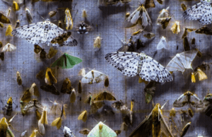 Grasshopper jumps onto Nocturnes