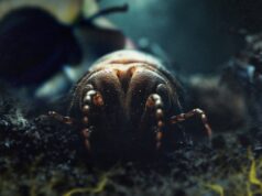 SSD Science Pitch: Compost, The Hidden Treasure of our Waste by Guilhem Touzery