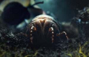 SSD Science Pitch: Compost, The Hidden Treasure of our Waste by Guilhem Touzery