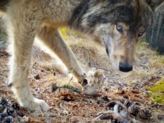 Finnish Film Affair: Creaturama – Epic of the Animals by Juha Suonpää