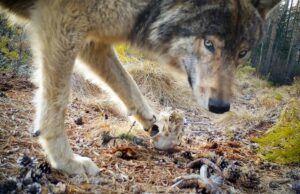 Finnish Film Affair: Creaturama – Epic of the Animals by Juha Suonpää