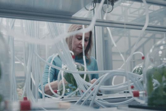 Locarno Critics Week: Flying Scents – Of Plants and People