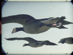 London FF Documentary Comp: Super Nature by Ed Sayers