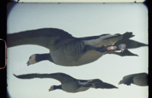 London FF Documentary Comp: Super Nature by Ed Sayers