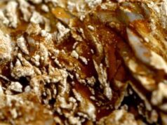 DOK Co-Pro Market: Fossil Matter by Tiziana Panizza
