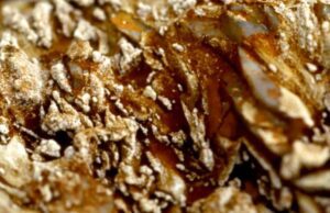 DOK Co-Pro Market: Fossil Matter by Tiziana Panizza