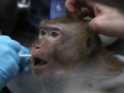 Sundance World Doc Comp review: Sentient by Tony Jones