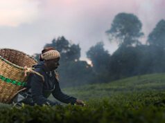 Sundance review: Kikuyu Land by Andrew H Brown, Bea Wangondu