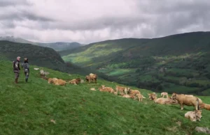 Visions du Réel Burning Lights: The Echo of the Herd by Matthias Joulaud, Lucien Roux