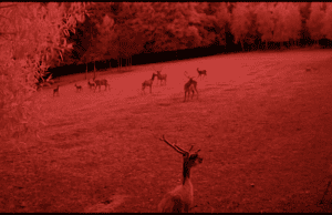 VdR Burning Lights Comp: The Illusion of a Quiet Night by Olga Chernykh