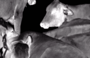 DocsBarcelona Rough Cut: Inhabiting the Night by Victoria Maréchal