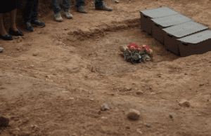 DocsBarcelona Docs&Cat Comp: Herencia by Ricardo Iscar